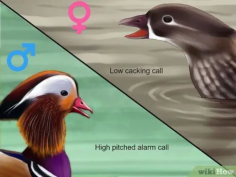 Определить утку-мандаринку Шаг 8