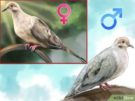 Определить траурного голубя. Шаг 1