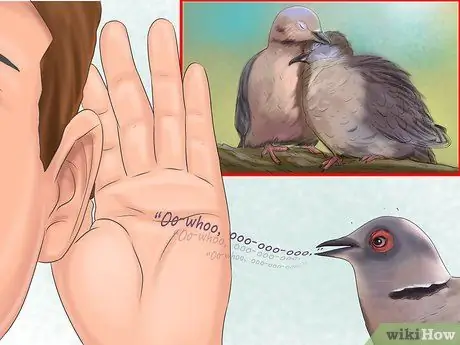 Определить траурного голубя Шаг 10