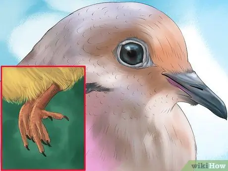 Определить траурного голубя Шаг 3