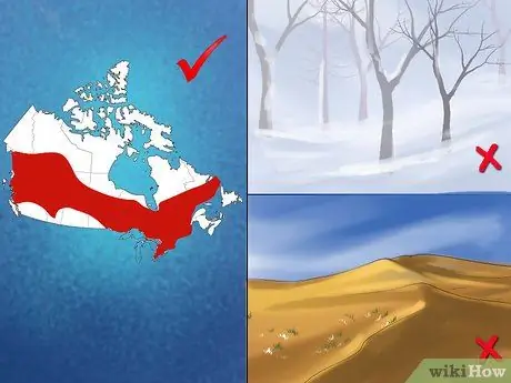 Определить траурного голубя Шаг 5