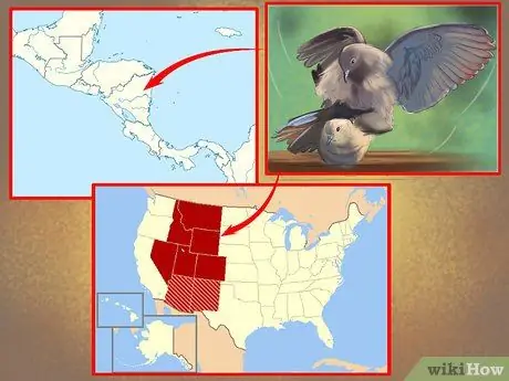 Найдите траурного голубя Шаг 6