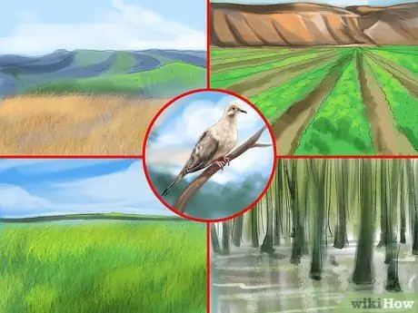 Определить траурного голубя. Шаг 7