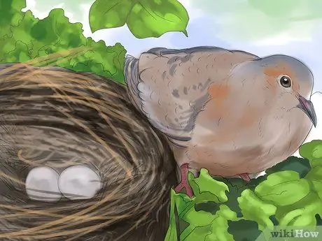 Определить траурного голубя Шаг 8