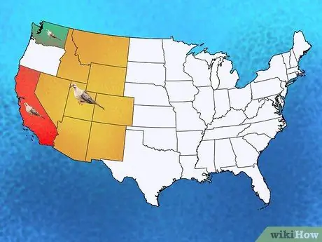 Определить траурного голубя Шаг 9