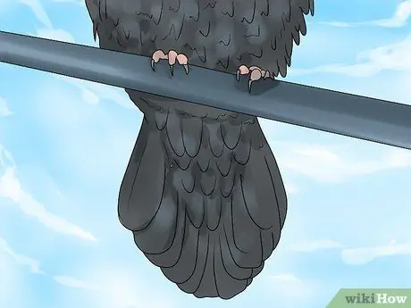 В чем разница между воронами и воронами? Шаг 1