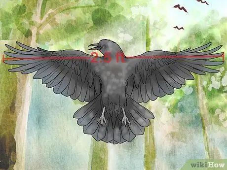 В чем разница между воронами и воронами? Шаг 10