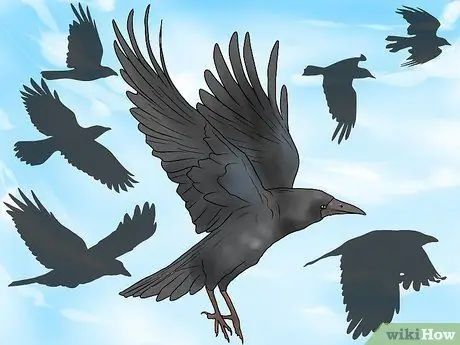 В чем разница между воронами и воронами? Шаг 11