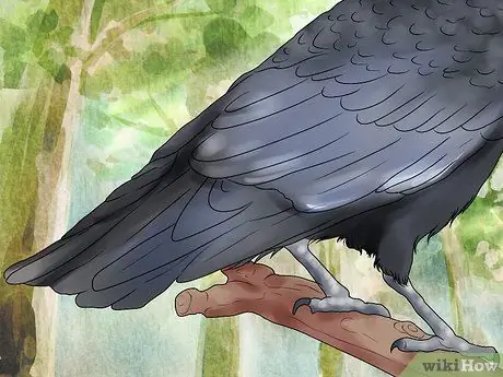 В чем разница между воронами и воронами? Шаг 12