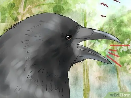 В чем разница между воронами и воронами? Шаг 13