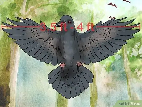 В чем разница между воронами и воронами? Шаг 2