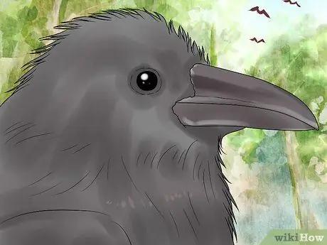 В чем разница между воронами и воронами? Шаг 3