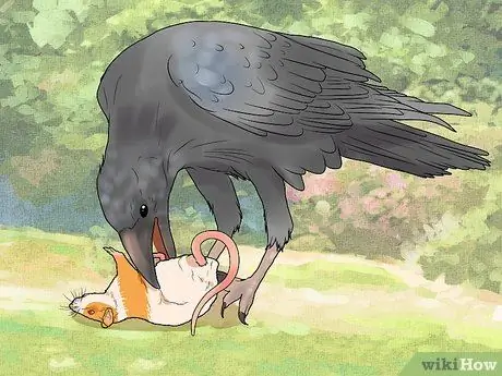 В чем разница между воронами и воронами? Шаг 4