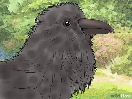 В чем разница между воронами и воронами? Шаг 5