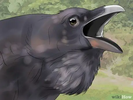 В чем разница между воронами и воронами? Шаг 6