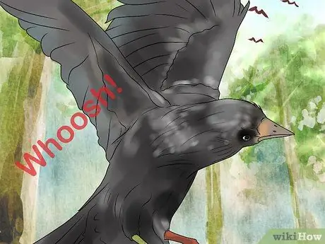 В чем разница между воронами и воронами? Шаг 7