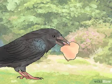 В чем разница между воронами и воронами? Шаг 8