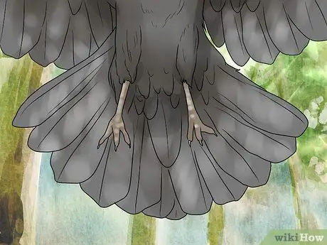 В чем разница между воронами и воронами Шаг 9