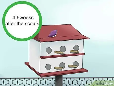 Привлечь Пурпурных Мартинс Шаг 13