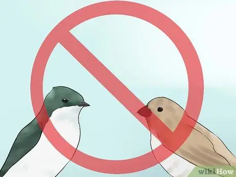Привлечь Пурпурных Мартинс Шаг 14