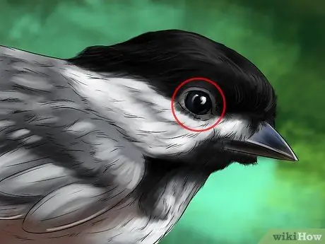 Узнай синица Шаг 3