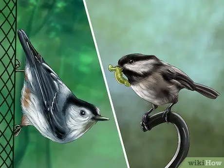 Узнай синица Шаг 4