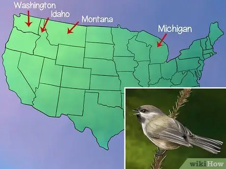 Узнай синица Шаг 7