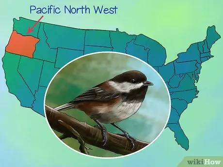 Узнай синица Шаг 8