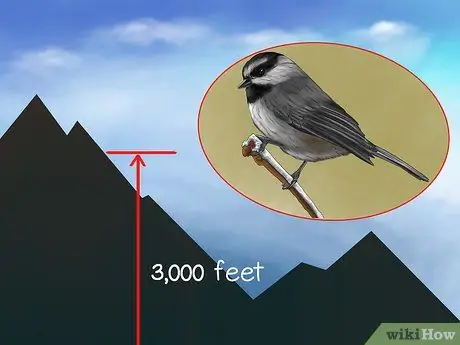 Узнай синица Шаг 9