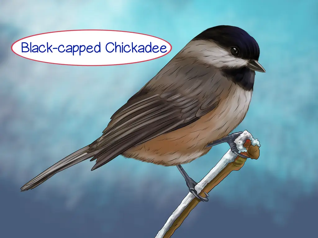 Как распознать синицу: 11 шагов (с картинками)