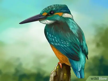 Будьте орнитологом Шаг 11