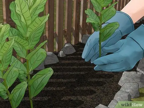 Создание сада бабочек и колибри Шаг 1