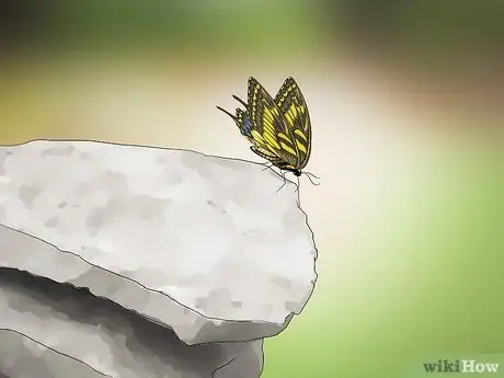 Создание сада бабочек и колибри Шаг 10