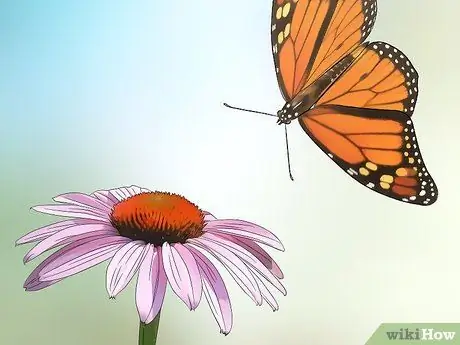 Создание сада бабочек и колибри Шаг 2