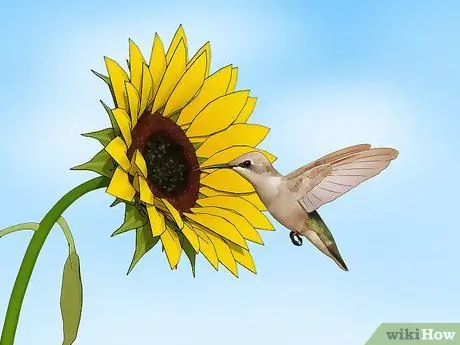 Создание сада бабочек и колибри Шаг 3