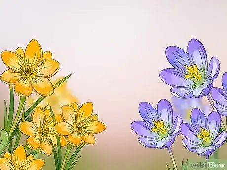 Создание сада бабочек и колибри Шаг 5