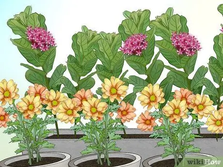 Создание сада бабочек и колибри Шаг 6