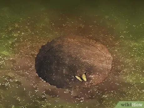 Создание сада бабочек и колибри Шаг 8