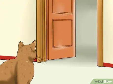 Уход за домашними кошками Шаг 10