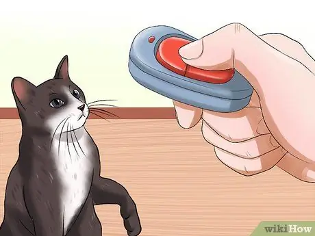 Уход за домашними кошками Шаг 11