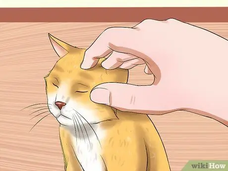 Уход за домашними кошками Шаг 13