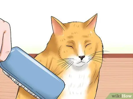 Уход за домашними кошками Шаг 14