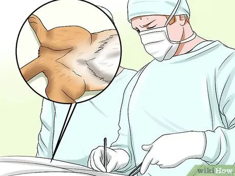 Уход за домашними кошками Шаг 15