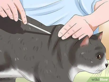 Уход за домашними кошками Шаг 16