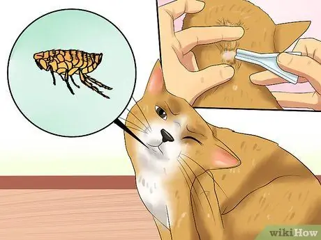 Уход за домашними кошками Шаг 17