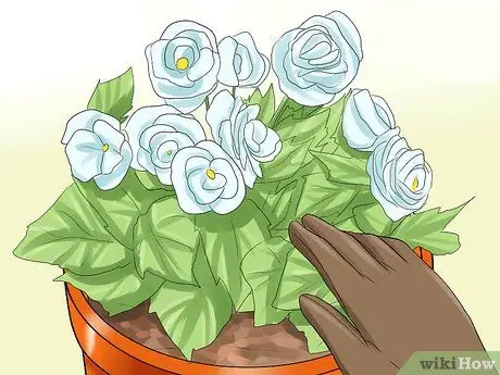 Уход за домашними кошками Шаг 3