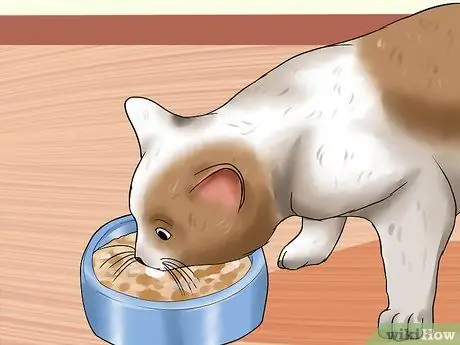 Уход за домашними кошками Шаг 5