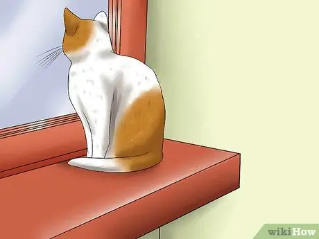 Уход за домашними кошками Шаг 6