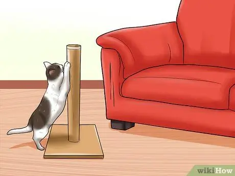 Уход за домашними кошками Шаг 7