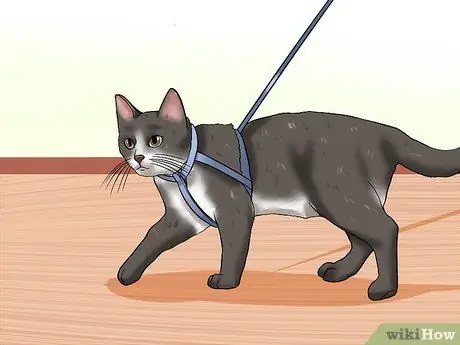 Уход за домашними кошками Шаг 8